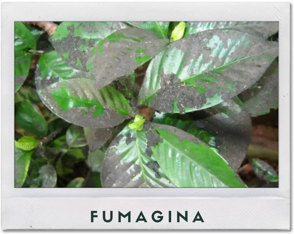 enfermedad fumagina en una planta