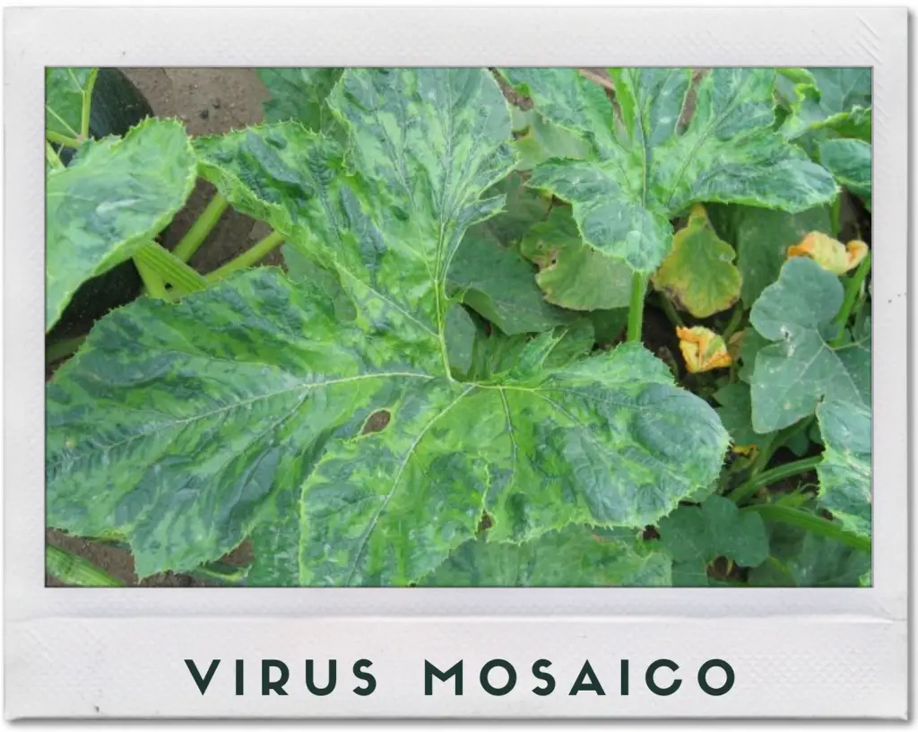 enfermedad virus mosaico en una planta