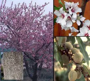 Frutos y flores del árbol de almendro.
