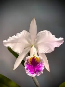 flor cattleya mossiae