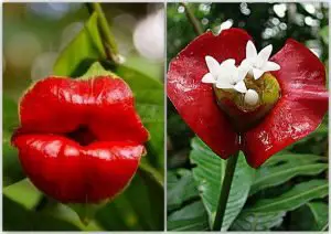flor del beso