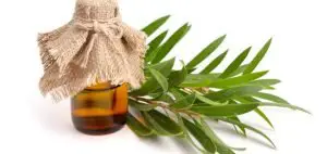 Presentación del aceite esencia de árbol de té