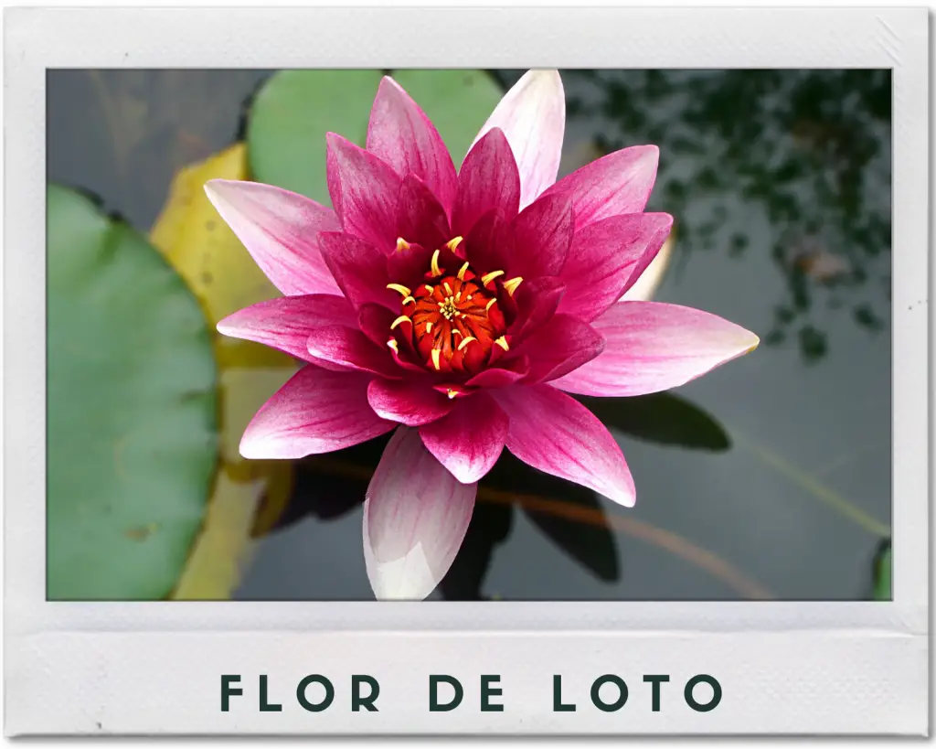 Flor de loto planta acuática