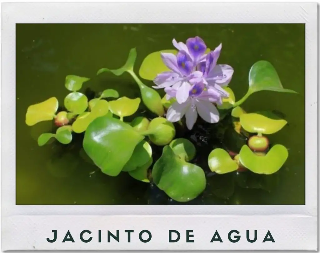 Planta jacinto de agua