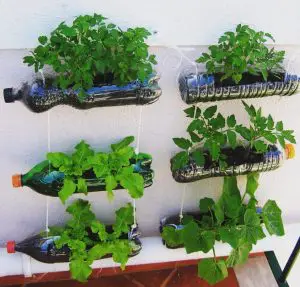 Plantas en botellas de plástico para jardín vertical