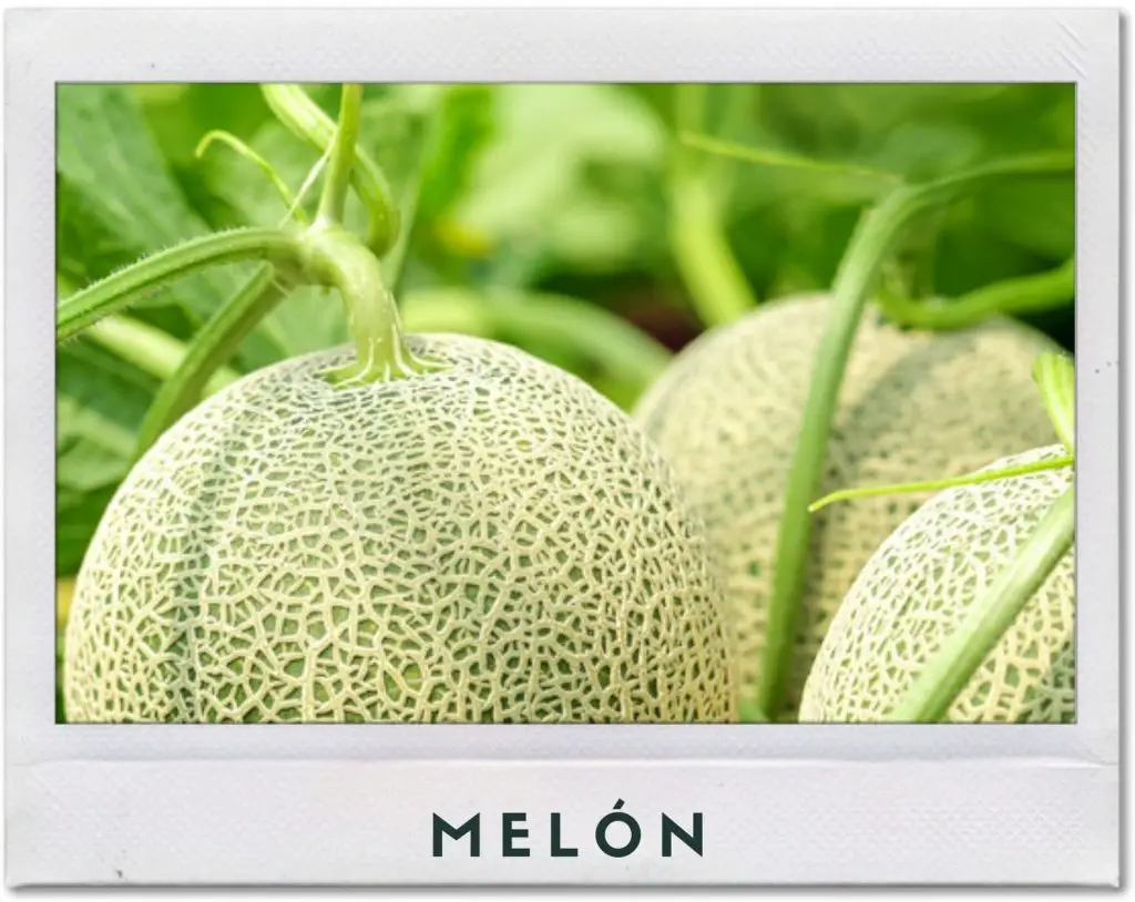 Cultivo de melón