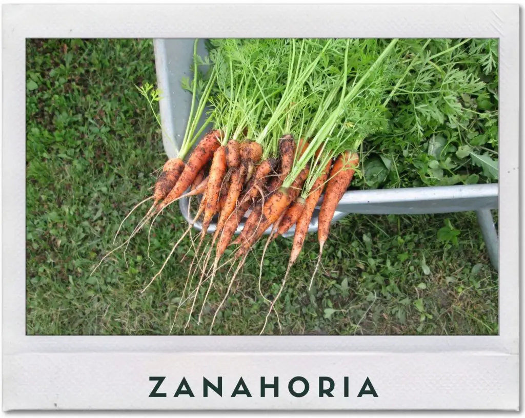 Cultivo de zanahoria