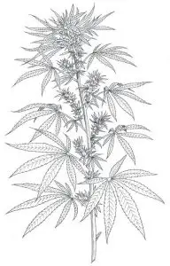 Forma de la planta hembra del cannabis
