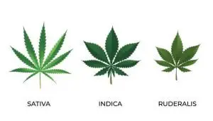 Variedades de hoja de cannabis