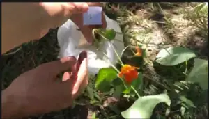 Recolección de las muestras de plantas para el herbario