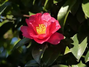 Ejemplo de Camellia Japonica