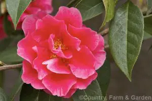 Ejemplo de Camellia Reticulata