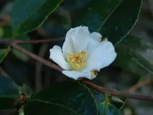 Ejemplo de Camellia Saluenensis