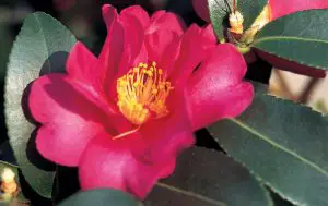 ejemplo de Camellia Sasanqua