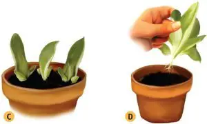 Ejemplo de cómo sembrar los esquejes de plantas crasas
