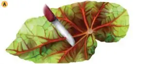 Ejemplo de cómo cortar las nervaduras de las hojas