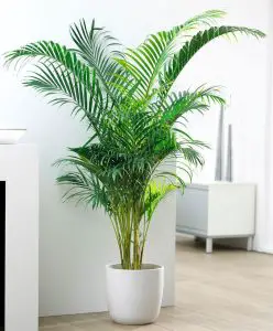 Ejemplo de palmera que puedes tener al interior del hogar