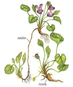 Ejemplo de las raíces de las violetas