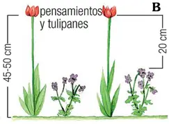 ejemplo de combinaciones de violetas y tulipanes