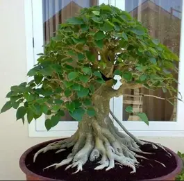 Ejemplo de Ficus