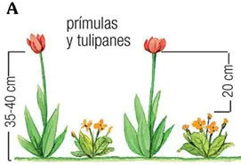 Ejemplo de combinaciones con otras plantas, prímulas y tulipanes 