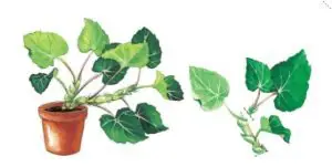 Ejemplo de división de rizoma de begonia