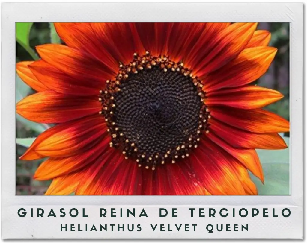 Girasol reina de terciopelo o Helianthus Velvet Queen