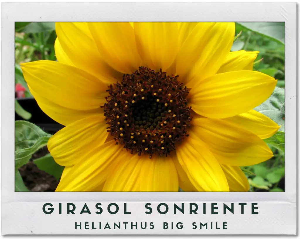 Girasol sonriente o Helianthus Big Smile