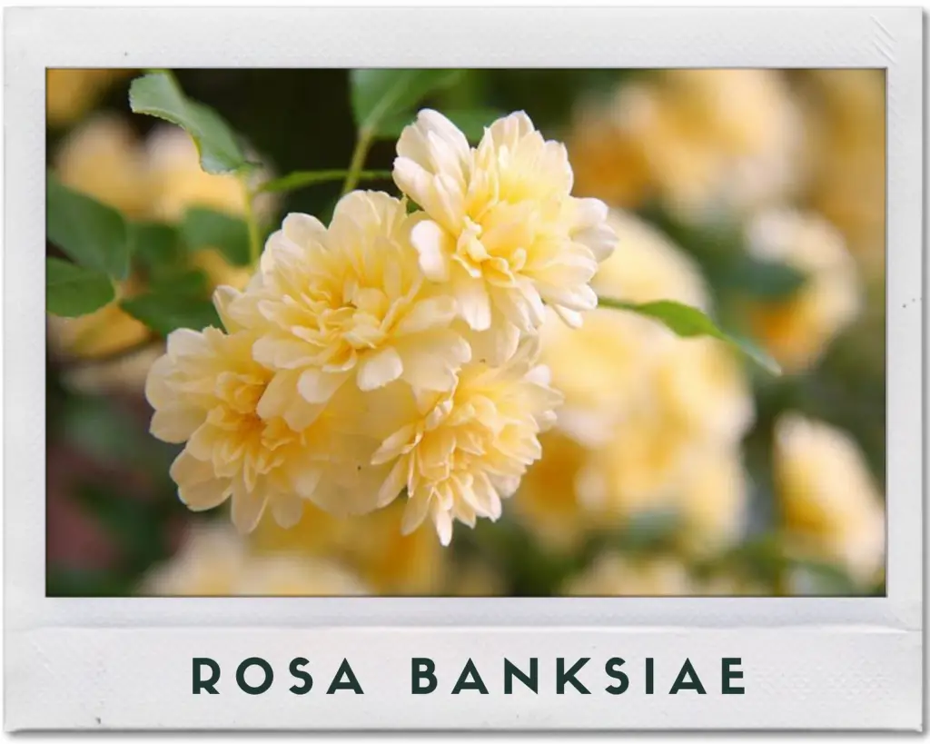 Ejemplo de Rosa banksiae en tonalidad amarilla