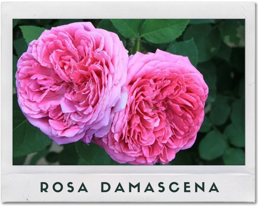 Ejemplo de Rosa damascena en tonalidad rosa