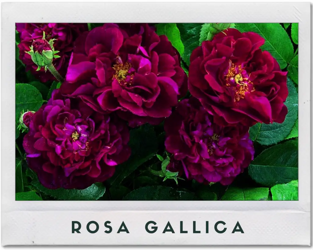 Ejemplo de Rosa gallica en tonalidad morada