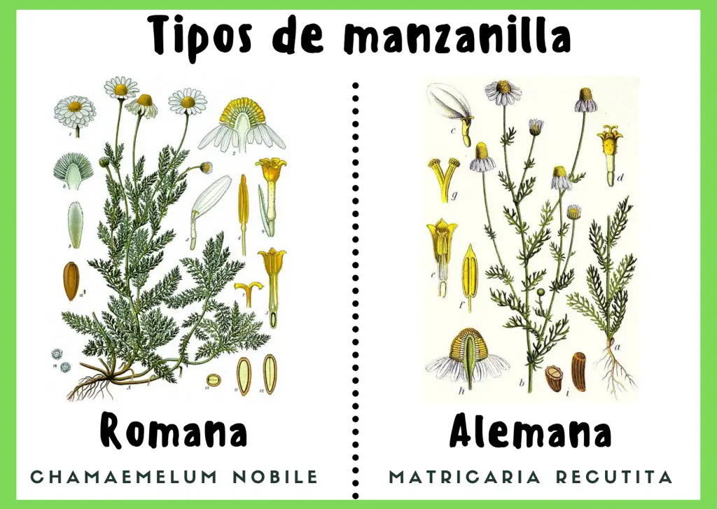 Tipos de manzanilla: Romana y Alemana
