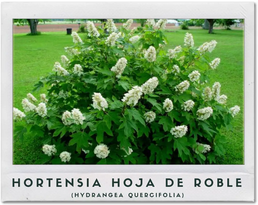 Guía completa para cultivar lindas hortensias en tu hogar Club de